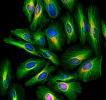 Rat IgG (H+L) Highly Cross-Adsorbed Secondary Antibody in Immunocytochemistry (ICC/IF)