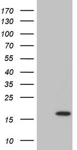 DPPA5 Antibody in Western Blot (WB)