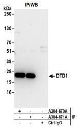 DTD1 Antibody in Western Blot (WB)