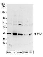 DTD1 Antibody in Western Blot (WB)