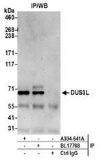 DUS3L Antibody in Immunoprecipitation (IP)