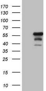 DUSP10 Antibody in Western Blot (WB)