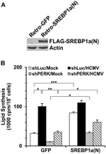 DYKDDDDK Tag Antibody in Western Blot (WB)