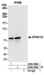 DYNC1I2 Antibody in Western Blot (WB)