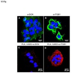 Decorin Antibody in Immunohistochemistry (Paraffin) (IHC (P))