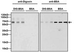 Digoxin Antibody in Western Blot (WB)