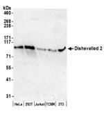 Dishevelled 2 Antibody in Western Blot (WB)