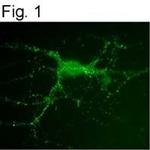 PSD-95 Antibody in Immunocytochemistry (ICC/IF)