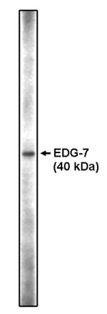 LPAR3 Antibody in Western Blot (WB)