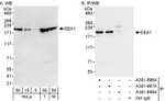 EEA1 Antibody in Western Blot (WB)