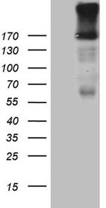 EGF Antibody in Western Blot (WB)