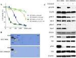 Phospho-EGFR (Tyr1068) Antibody in Western Blot (WB)