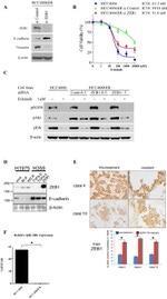 Phospho-EGFR (Tyr1068) Antibody in Western Blot (WB)