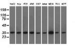 EIF2S1 Antibody in Western Blot (WB)