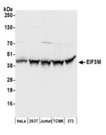 EIF3M Antibody in Western Blot (WB)