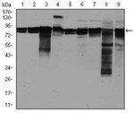 eIF4B Antibody in Western Blot (WB)