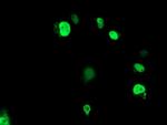 ELK3 Antibody in Immunocytochemistry (ICC/IF)