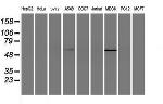 ELK3 Antibody in Western Blot (WB)