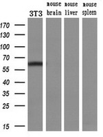 ENG Antibody in Western Blot (WB)