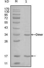 p300 Antibody in Western Blot (WB)