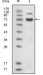 EphB4 Antibody in Western Blot (WB)