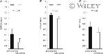 SERCA1 ATPase Antibody in Western Blot (WB)