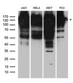 EPS15 Antibody in Western Blot (WB)