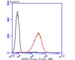 EGFR Antibody in Flow Cytometry (Flow)