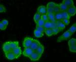 EGFR Antibody in Immunocytochemistry (ICC/IF)