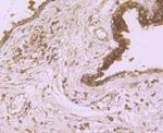 LAMP2a Antibody in Immunohistochemistry (Paraffin) (IHC (P))