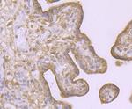 LAMP2a Antibody in Immunohistochemistry (Paraffin) (IHC (P))