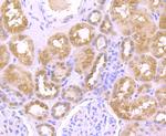 LAMP2a Antibody in Immunohistochemistry (Paraffin) (IHC (P))