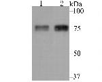 LOXL2 Antibody in Western Blot (WB)