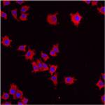 ERP29 Antibody in Immunocytochemistry (ICC/IF)
