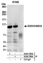 EXOC4/SEC8 Antibody in Immunoprecipitation (IP)