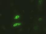 EpCAM Antibody in Immunocytochemistry (ICC/IF)