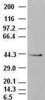 EpCAM Antibody in Western Blot (WB)