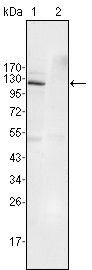 EphB4 Antibody in Western Blot (WB)