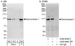 Exonuclease 1 Antibody in Western Blot (WB)
