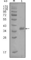 FABP4 Antibody in Western Blot (WB)