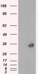 FAHD2A Antibody in Western Blot (WB)