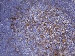 FAM151B Antibody in Immunohistochemistry (Paraffin) (IHC (P))