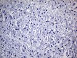 FAM151B Antibody in Immunohistochemistry (Paraffin) (IHC (P))