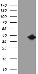 FAM151B Antibody in Western Blot (WB)