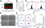 CD95 (APO-1/Fas) Antibody in Flow Cytometry (Flow)