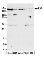 FAT1 Antibody in Western Blot (WB)