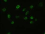 FGF2 Antibody in Immunocytochemistry (ICC/IF)