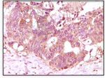 FGF2 Antibody in Immunohistochemistry (Paraffin) (IHC (P))