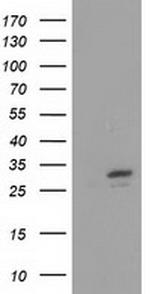 FHL1 Antibody in Western Blot (WB)