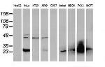 FHL1 Antibody in Western Blot (WB)